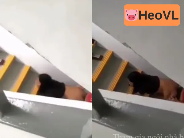 nhiễm trùng máu là bệnh gì Quay lén cặp đôi giã nhau dưới cầu thang